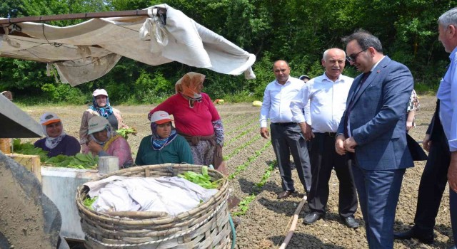 Bafrada tütün fideleri toprakla buluştu