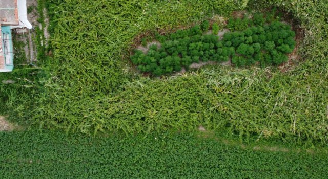 Bahçesine ektiği kenevirler dronla tespit edildi