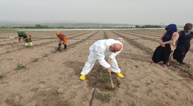 Bakan Kiriçci Kahramankazanı ziyaret etti, tarlada çapa yaptı