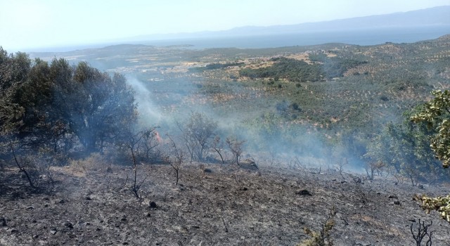 Balıkesirdeki zeytinlik yangınına havadan müdahale edildi