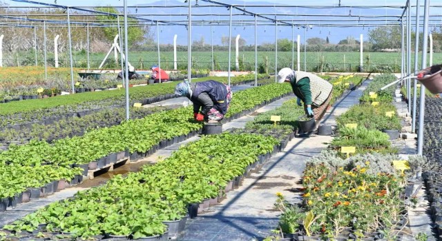 Balıkesiri Türkiyenin tıbbi aromatik bitki üretim üssü haline gelecek