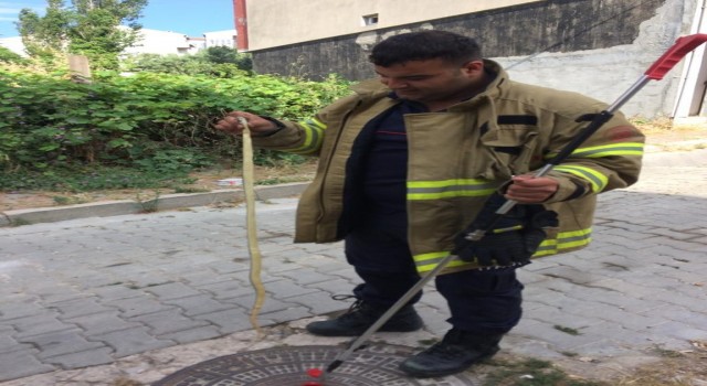 Bandırma da cadde üzerinde gezen yılan itfaiye ekiplerince yakalandı
