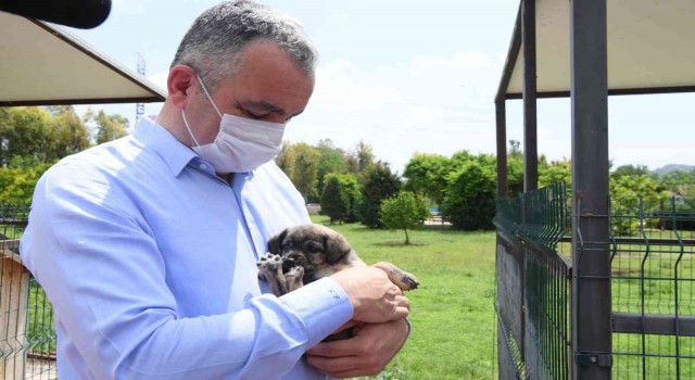 Başkan Esen: “Sokak hayvanlarının kısırlaştırma işlemini planlı bir şekilde sürdürüyoruz”