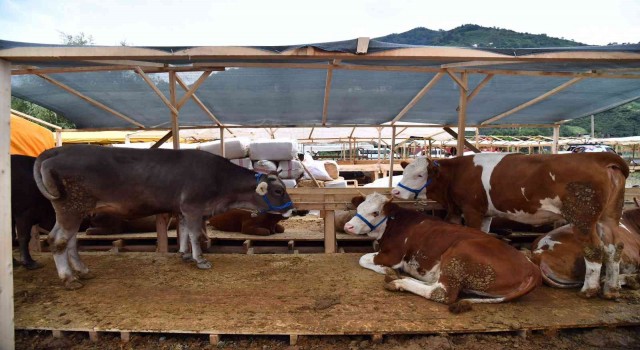 Başkan Genç, Akoluktaki kurban kesim ve satış alanını inceledi