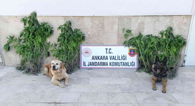 Başkentte zehir tacirlerine darbe: 6 gözaltı