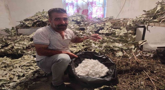 Batmanda ipek böceği besicilerinin koza hasadı başladı