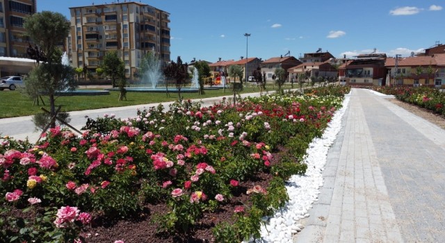 Battalgazideki gül bahçesinde sona yaklaşıldı