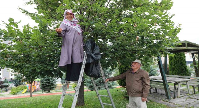 Belediye ağacını dikti, vatandaşlar ücretsiz ıhlamura ulaştı