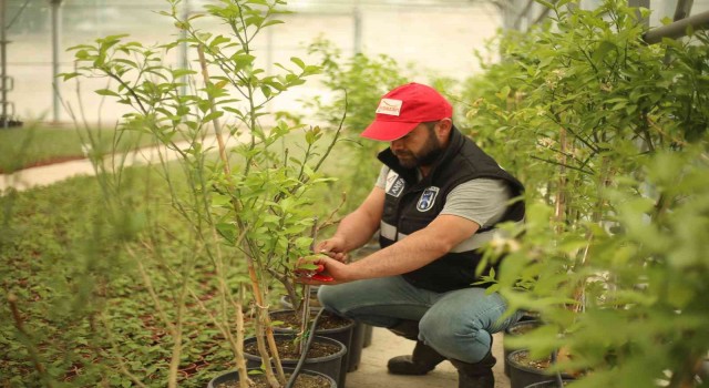 Beypazarına sera projesi