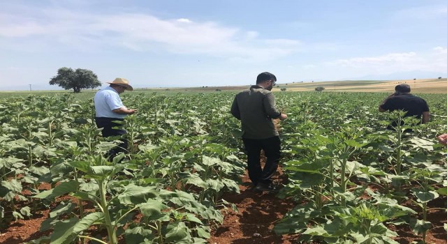 Beyşehir ve Hüyükte yağlık ayçiçeği ekimi yapılan kıraç alanlarda inceleme