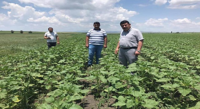 Beyşehirde ayçiçeği ve nohut ekili alanlarda inceleme