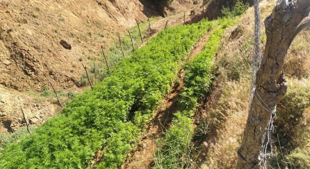 Bingölde 21 bin kök kenevir bitkisi ele geçirildi