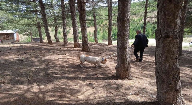 Bingölde başıboş pitbull, barınağa götürüldü