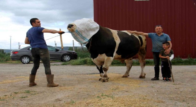Bir ton 220 kilogram ağırlığındaki dev tosun, 72 bin 500 liraya alıcısını buldu