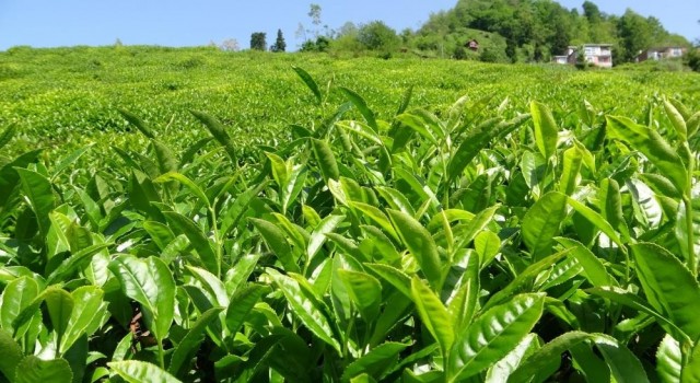 Birinci sürgün yaş çay alım kampanyası sona erdi