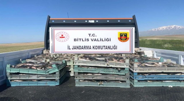 Bitliste kaçak avlanmış 2 ton 350 kilo inci kefali ele geçirildi