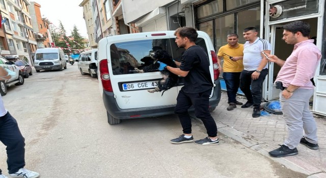 Boş dükkâna bağlanan köpek hayvan severlerin ihbarıyla kurtarıldı