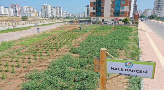 Bu bahçeden sebze toplamak ücretsiz