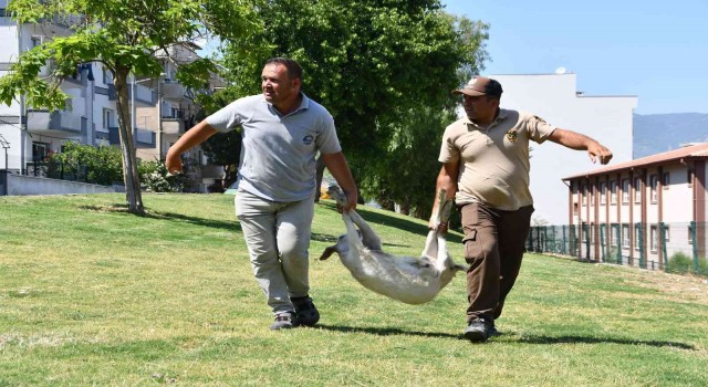 Bu operasyonda suçlular değil başıboş keçiler yakalandı