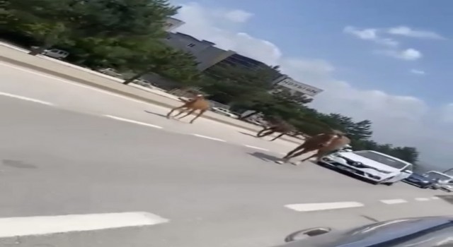 Bursada başıboş atlar trafiği felç etti