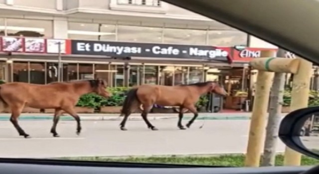 Bursada başıboş atlar yollarda cirit atıyor