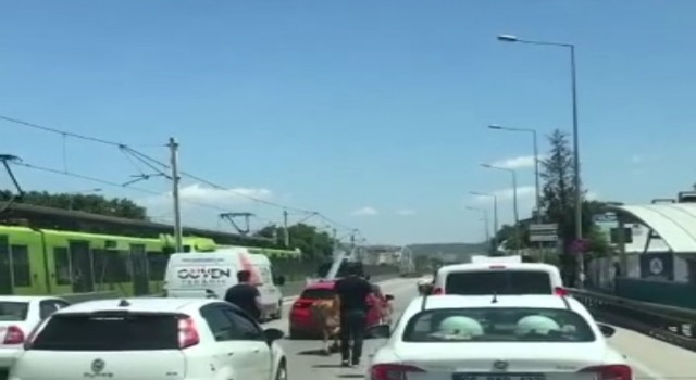 Bursada kaçan boğalar trafiği kilitledi