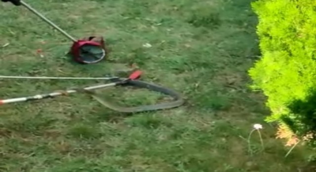 Bursada site bahçesinde 1.5 metre boyunda yılan yakalandı