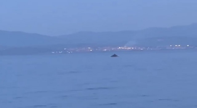 Bursada yunus balıklarının şovu kameralarda