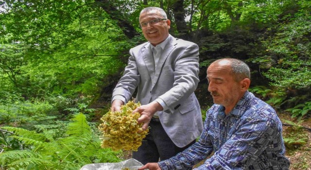Bursanın dünyaca ünlü ıhlamur ormanlarında hasat başladı