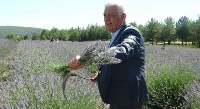 Büyükşehir Lavanta Şenliği başladı