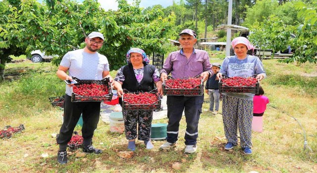 Çamelinin ünlü yayla kirazında hasat başladı