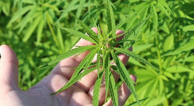 Çanakkalede yasa dışı kenevir eken şahıs tutuklandı
