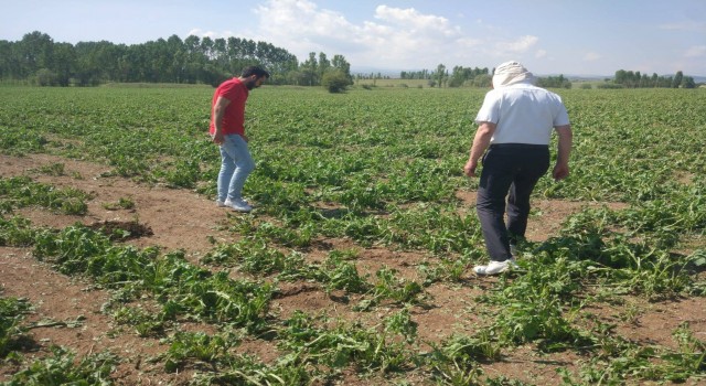 Çavdarhisarda doludan zarar gören ekili alanlarda hasar tespit çalışmaları