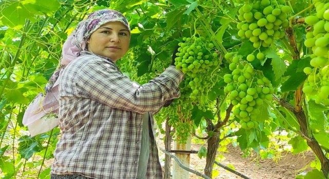 Çekirdeksiz Sultaniye üzümler ihracat için hazırlanıyor