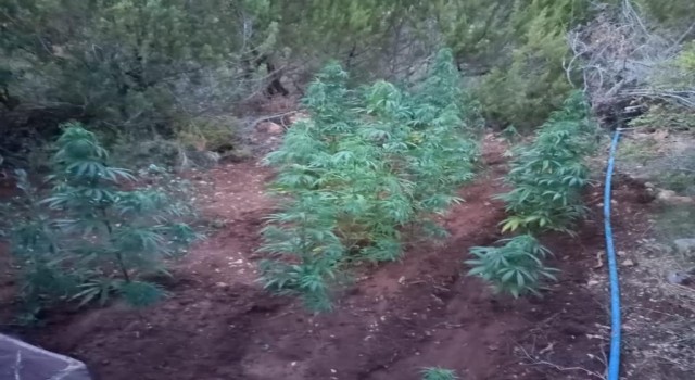 Çeşmede 155 kök kenevir ele geçirildi