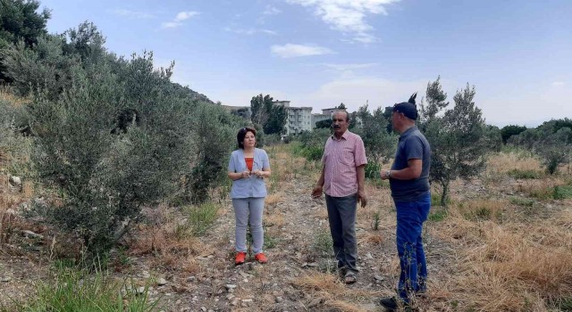 Çiftçiler, verticllium solgunluğu hastalığına karşı uyardı
