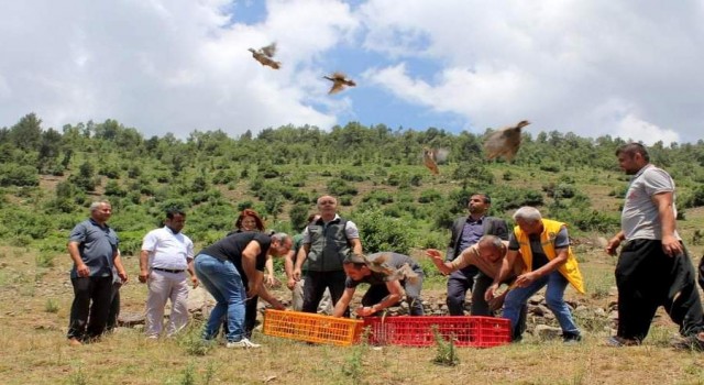 Çiftçilerin korkulu rüyasıydı, biyolojik mücadele için keklik bırakıldı