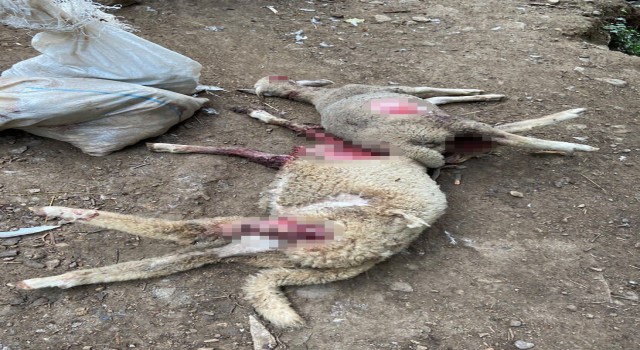 Çiftliğe giren sokak köpekleri onlarca hayvanı telef etti