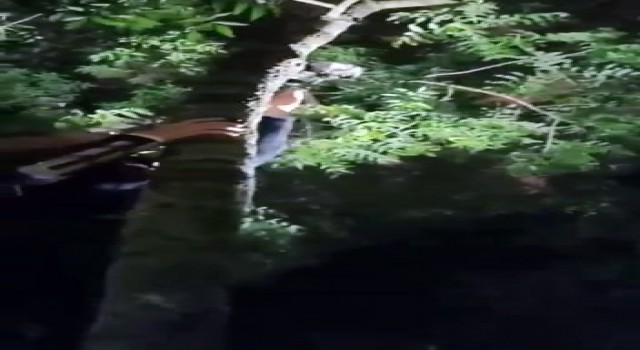 Çıktığı ağaçtan inemeyen yavru kedi için seferber oldular