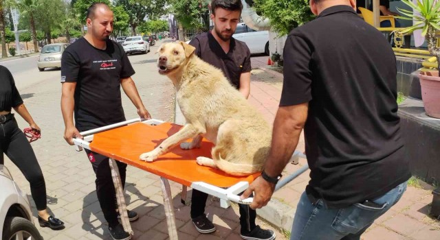 Cipiyle yolda yatan ‘Prensesi böyle ezdi