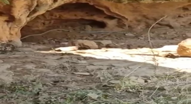 Çukurcada dev yılanlar korkuttu