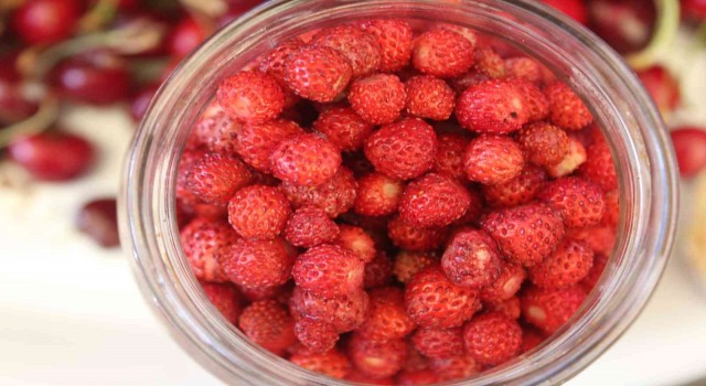 Dağlarda toplanıyor, kilogramı 50 TLye satılıyor