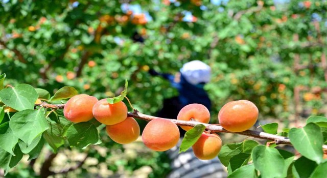 Denizlide erkenci kayısı hasadı başladı