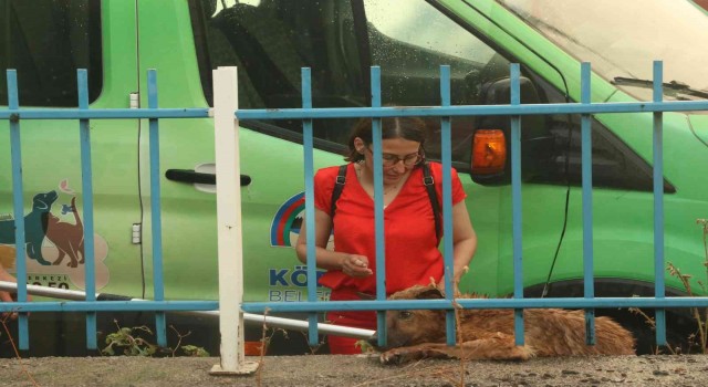 Derede mahsur kalan köpek, ekipleri peşinden koşturdu
