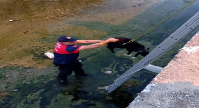 Dereye düşen keçiyi itfaiye ekipleri kurtardı