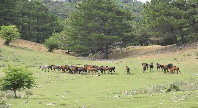 Dilek Yarımadası Milli Parkında yaşayan yılkı atlarının sayısı her geçen gün artıyor