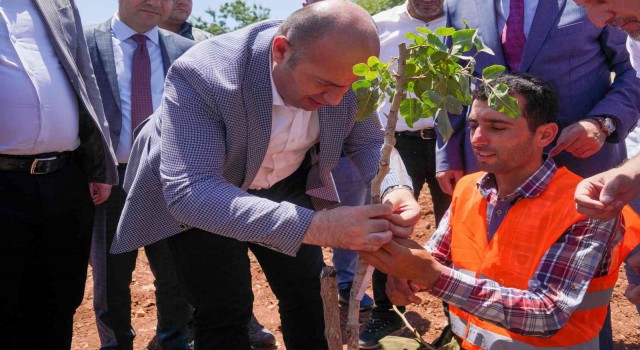 Diyarbakırda 100 bin ağaçlık fıstık aşılama çalışması başlatıldı