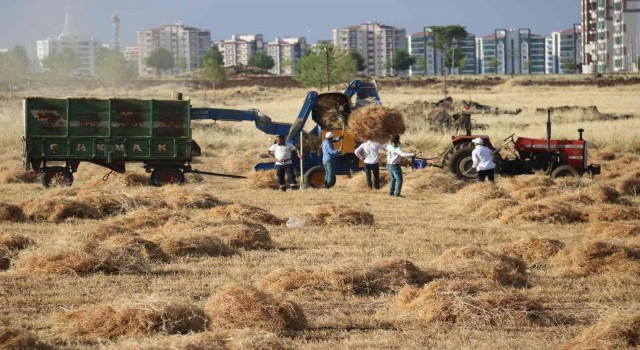 Diyarbakırda milyonluk siteler arasında ‘imece usulü hasat