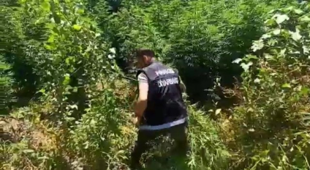 Diyarbakırda uyuşturucu operasyon: 2 bin kök Hint keneviri imha edildi
