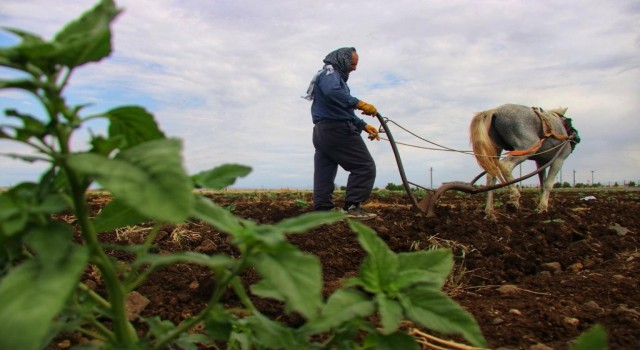 Diyarbakırlı çiftçi kara sabandan vazgeçemiyor